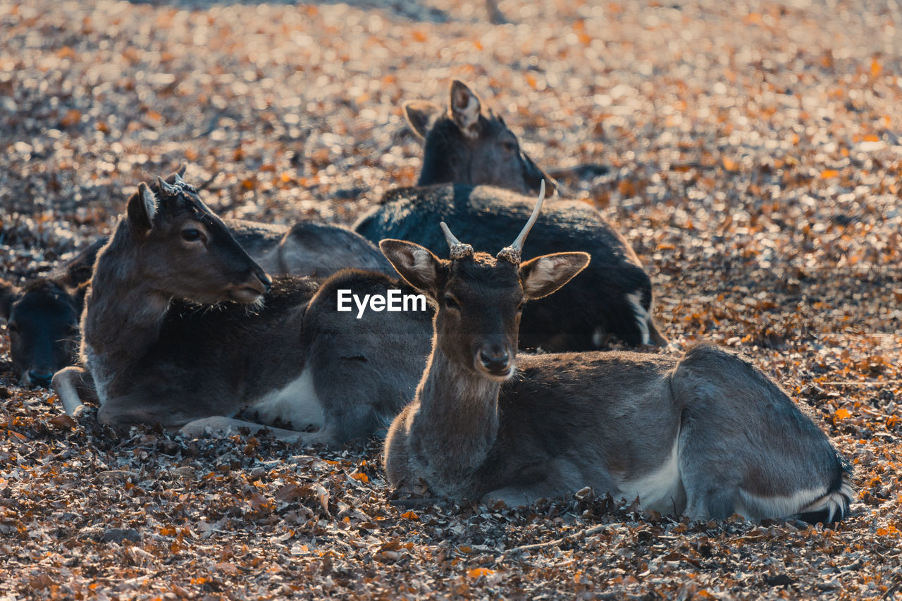 animal, animal themes, mammal, animal wildlife, wildlife, group of animals, nature, no people, land, day, outdoors, relaxation, lying down, domestic animals, two animals, deer, field, resting