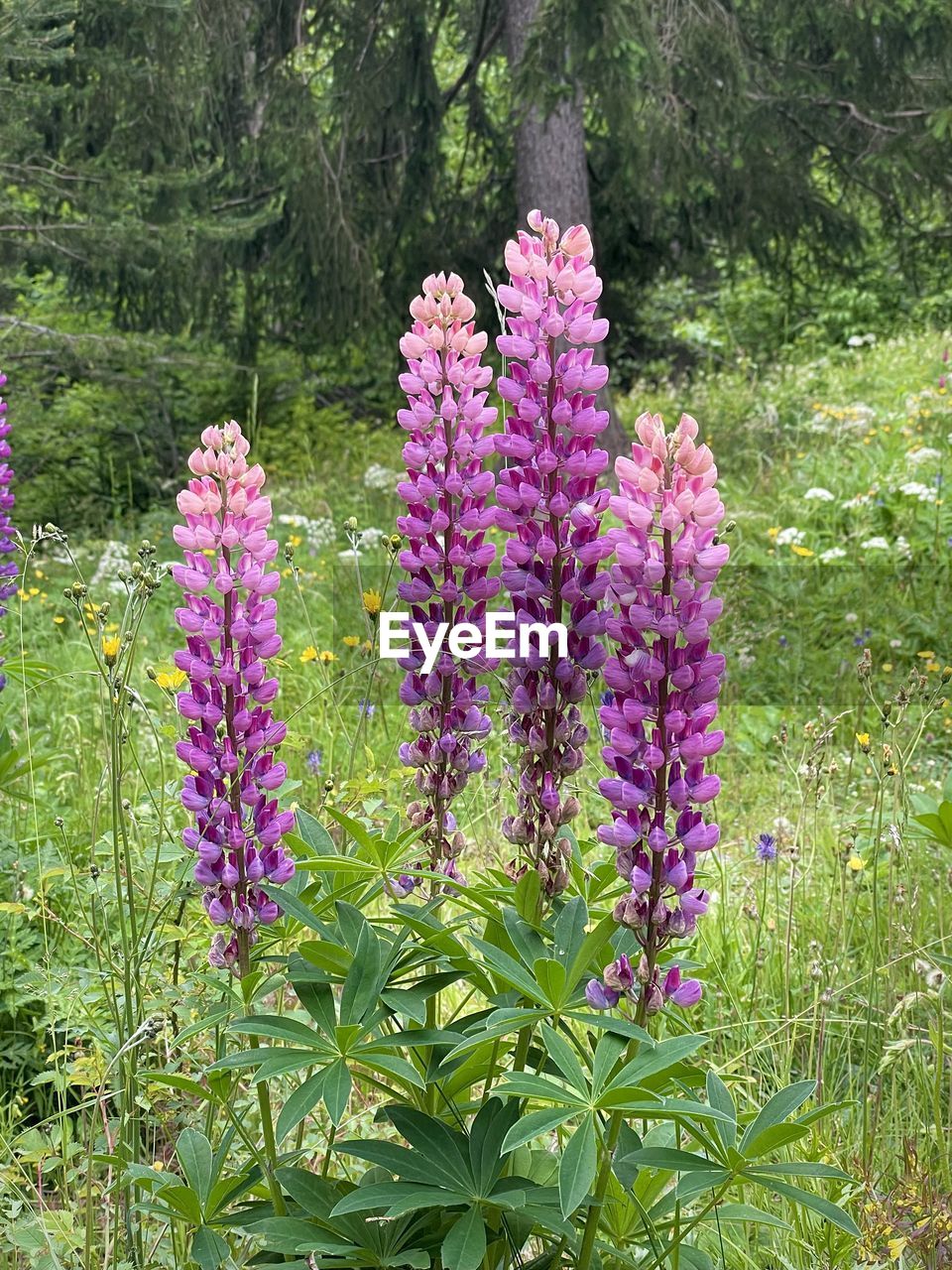 Close-up of pink flowering plants on field