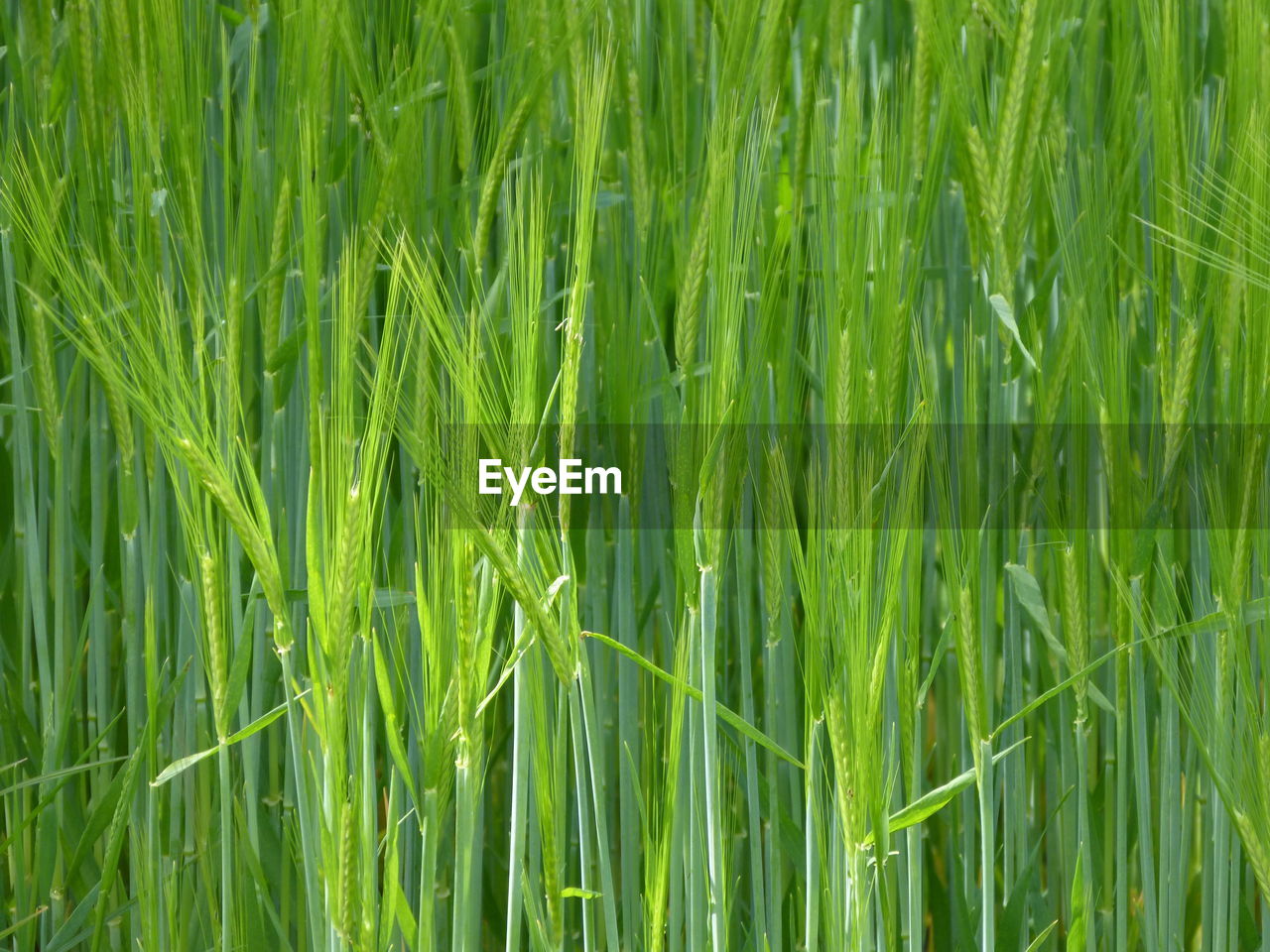 CLOSE-UP OF CROPS GROWING ON FIELD