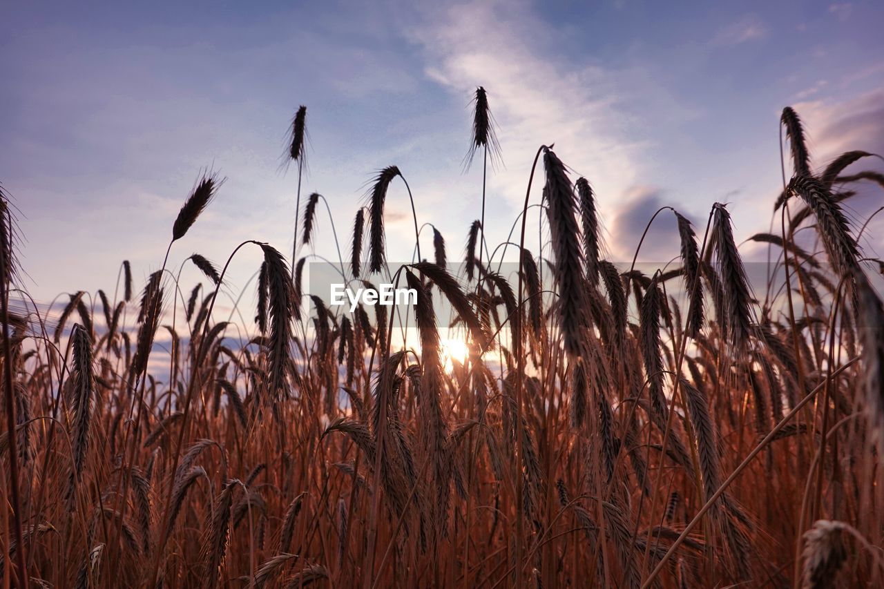 Close-up of stalks in field against sunset sky