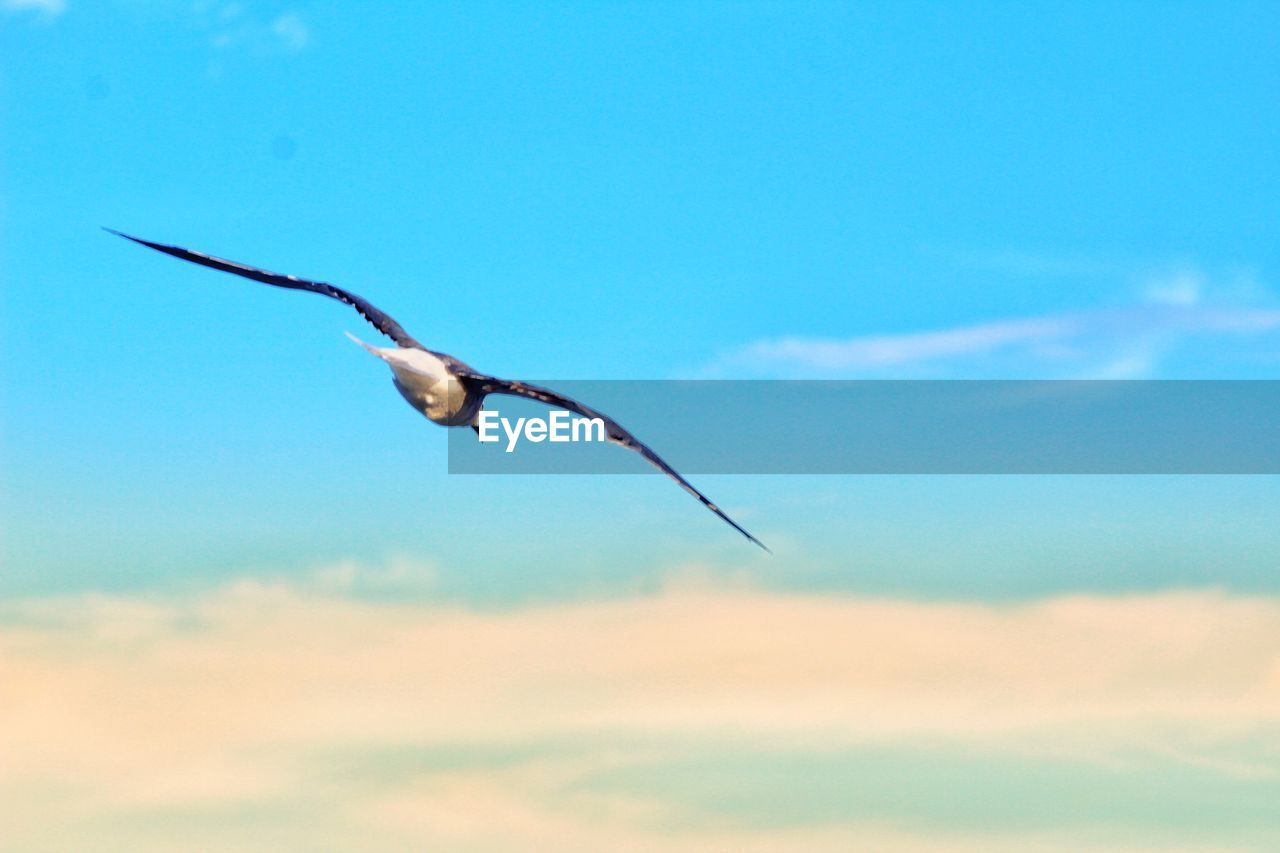 Low angle view of bird flying against blue sky