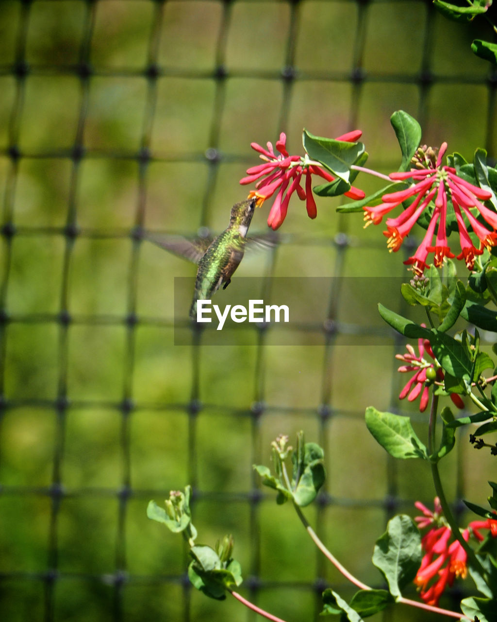 Close-up of red flowers blooming outdoors