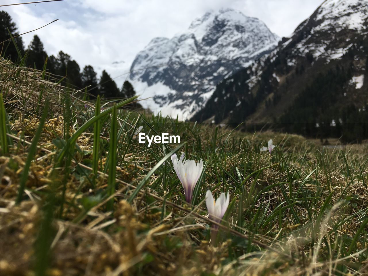 Close-up of crocus flowers on land against mountains