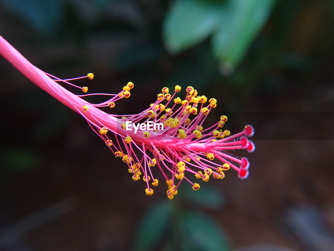 CLOSE-UP OF PINK PURPLE FLOWER