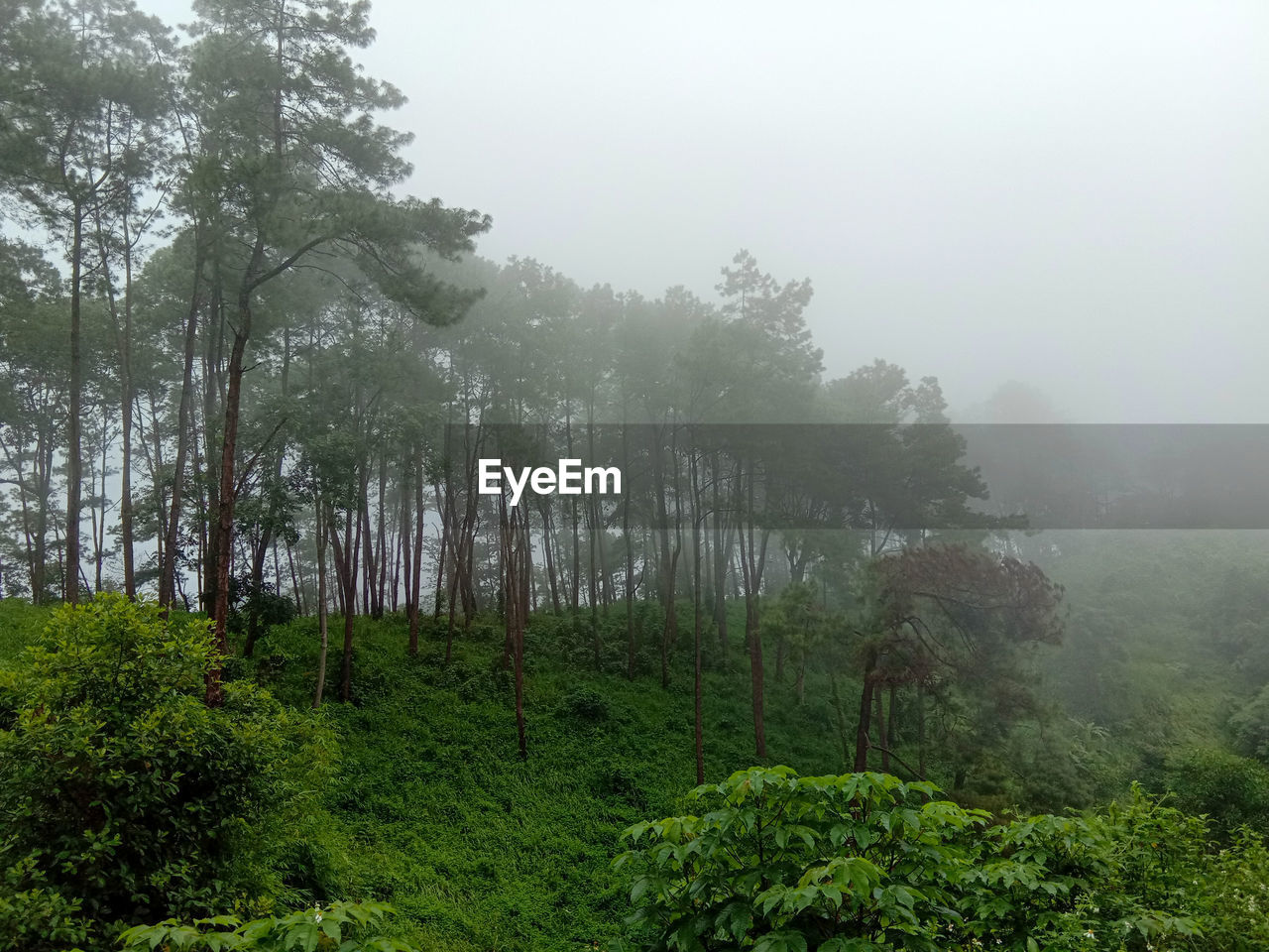 Trees in forest during foggy weather