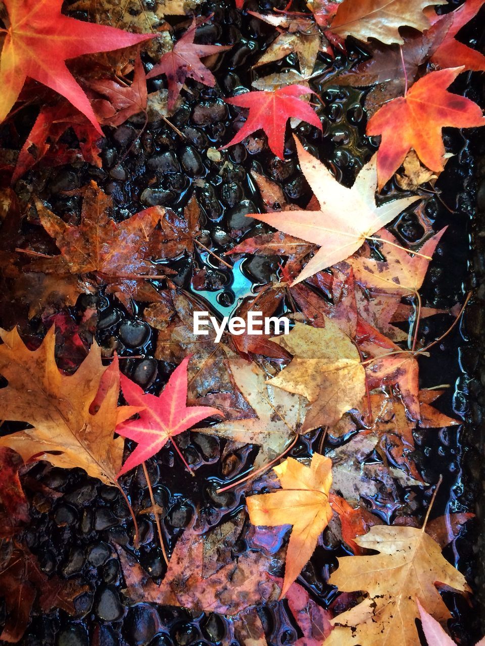 FULL FRAME SHOT OF MAPLE LEAVES