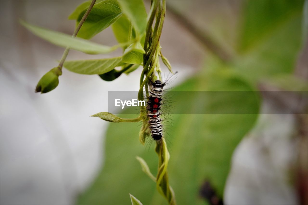 Caterpillar creeping on the stem of host plant