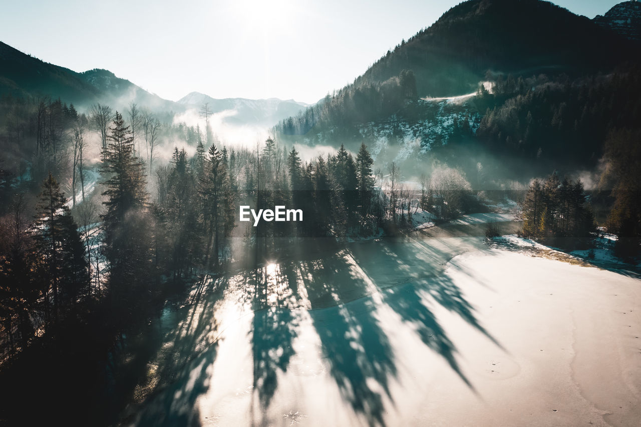 Pine trees on snowcapped mountains against sky