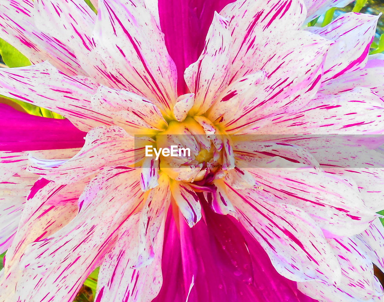 FULL FRAME SHOT OF PINK FLOWERS