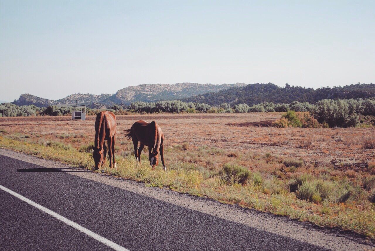 HORSE ON ROAD