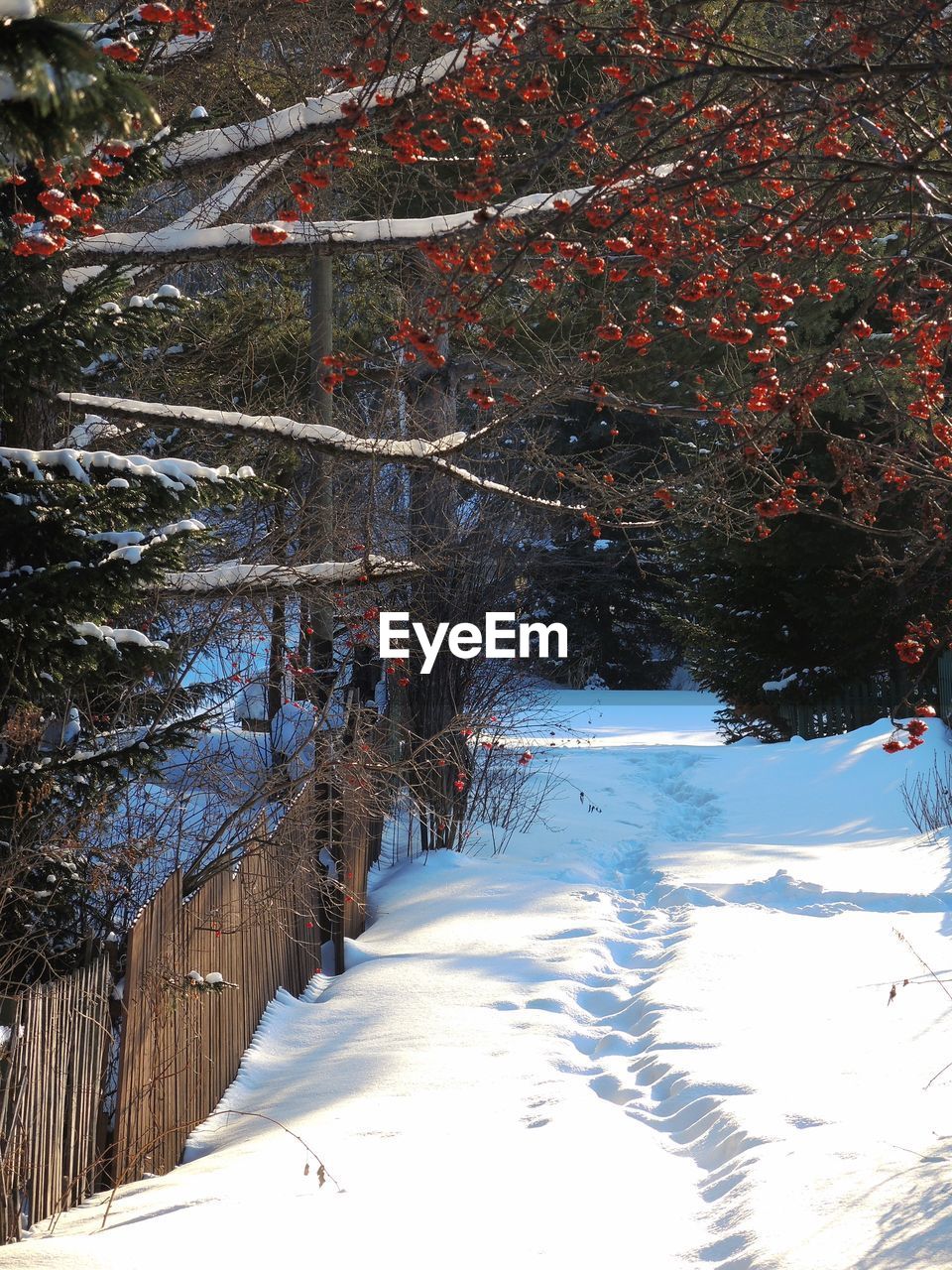 SNOW COVERED TREES IN THE FOREST