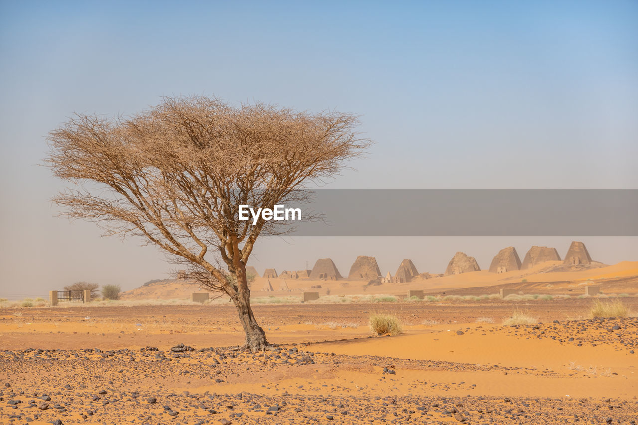 Bare tree on field against clear sky