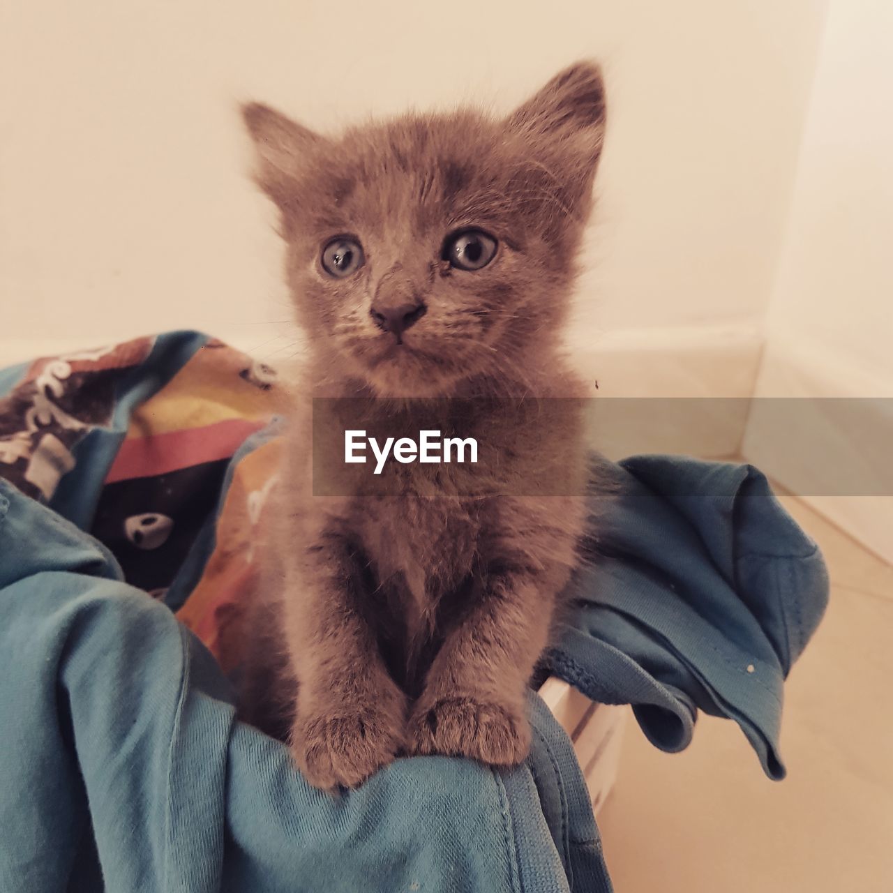 PORTRAIT OF CAT BY WOMAN AT HOME