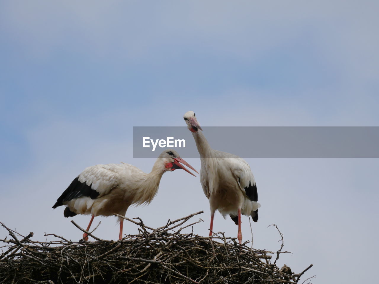 Low angle view of storks perching on bird nest against clear sky