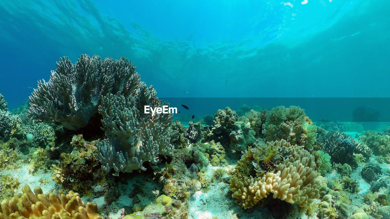 Coral reef underwater with fishes and marine life. coral reef and tropical fish. philippines.