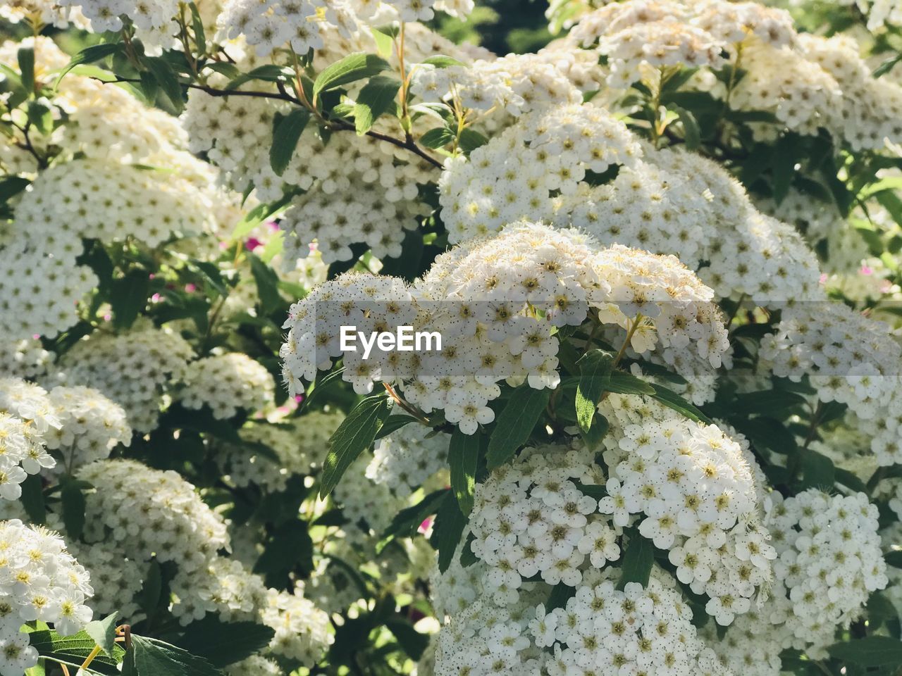 Close-up of white flowering plants