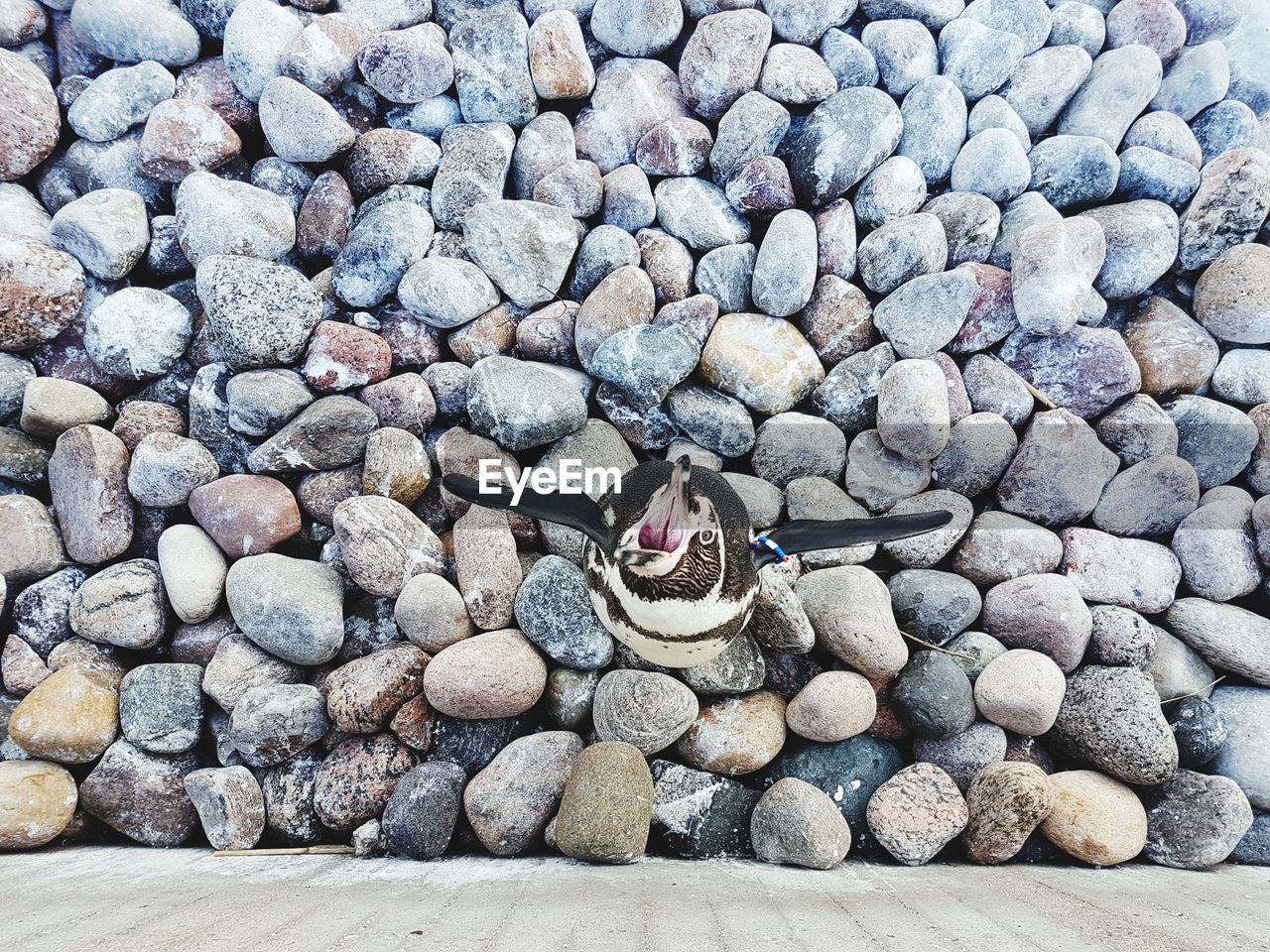 CLOSE-UP OF PEBBLE ON PEBBLES