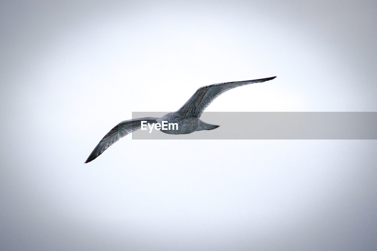 LOW ANGLE VIEW OF BIRD FLYING IN SKY