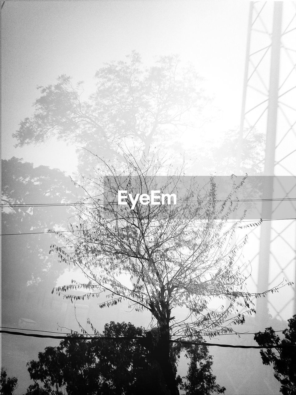 Trees and electricity pylon against sky during foggy weather