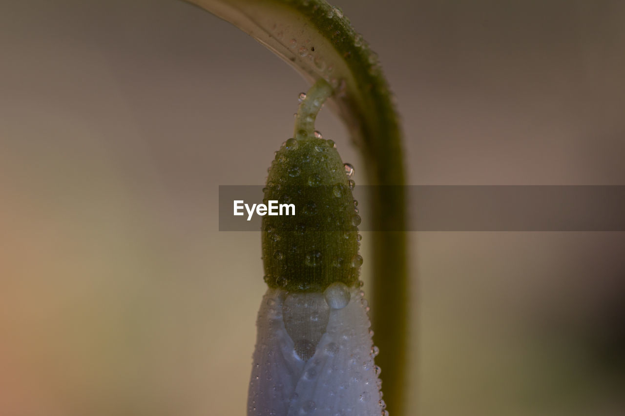 Close-up of wet plant