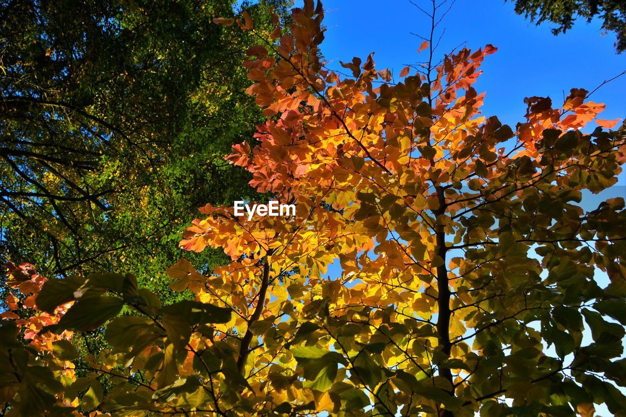 Low angle view of trees against clear blue sky