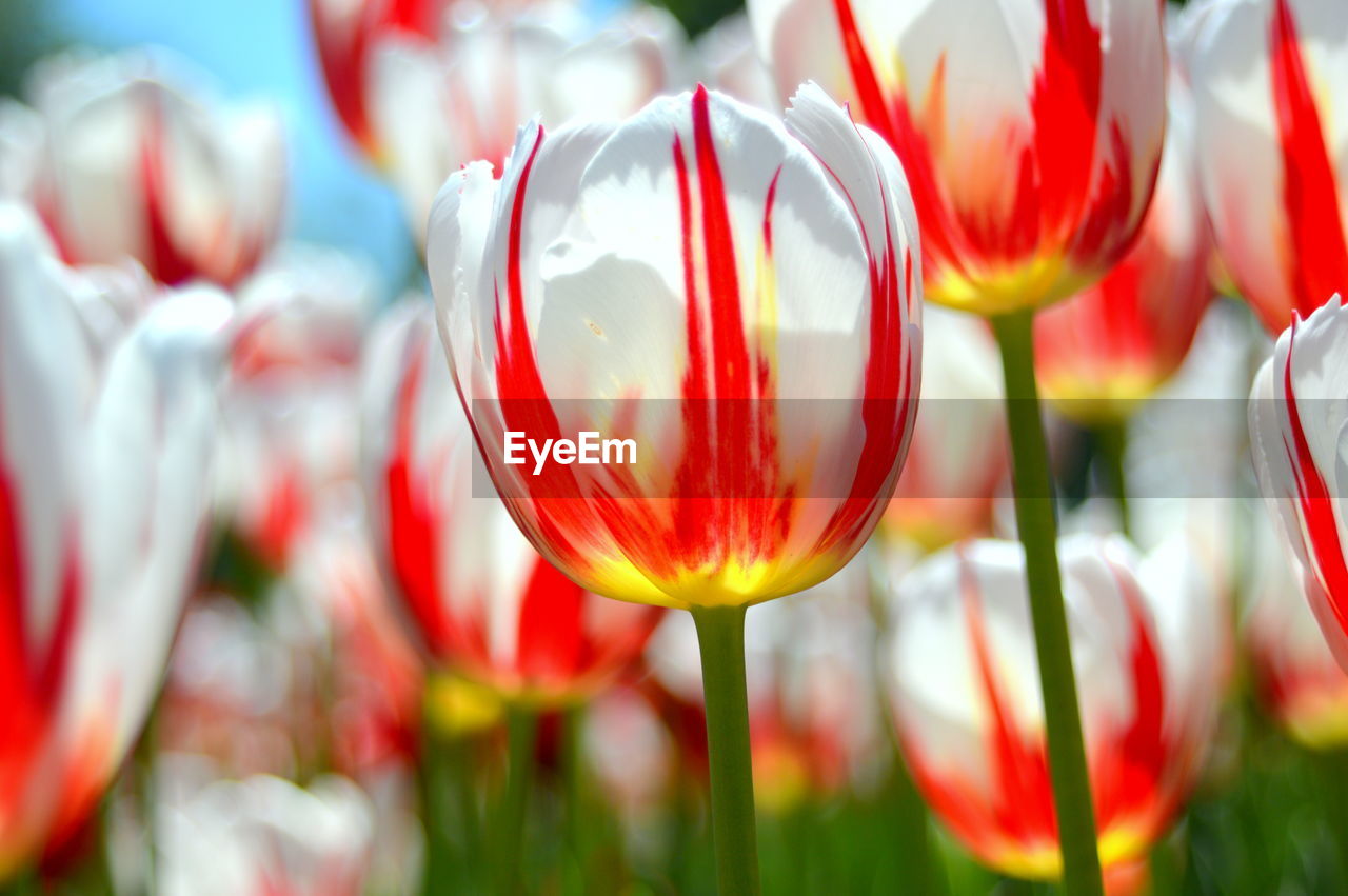 Close-up of tulips blooming outdoors