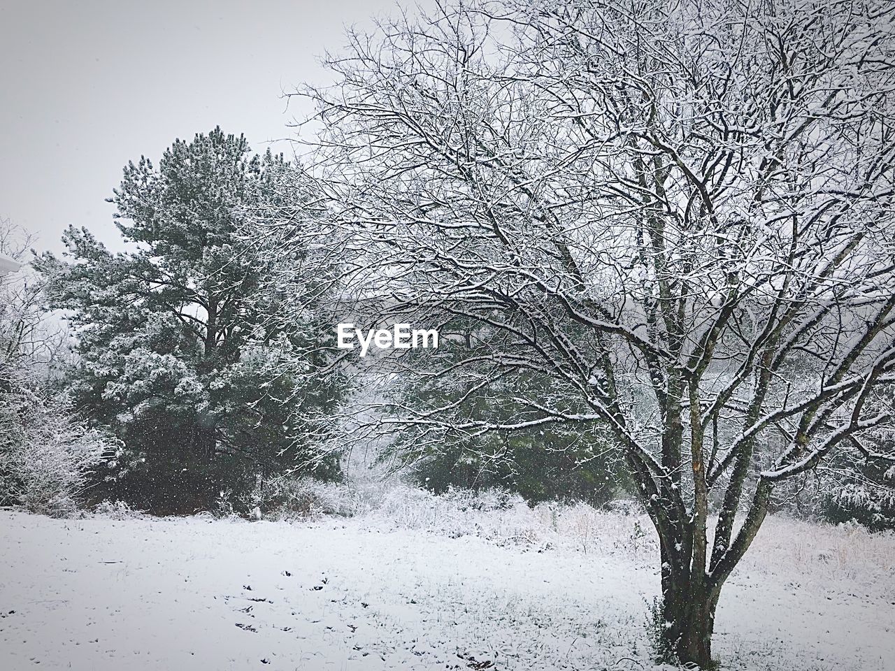 BARE TREE IN SNOW