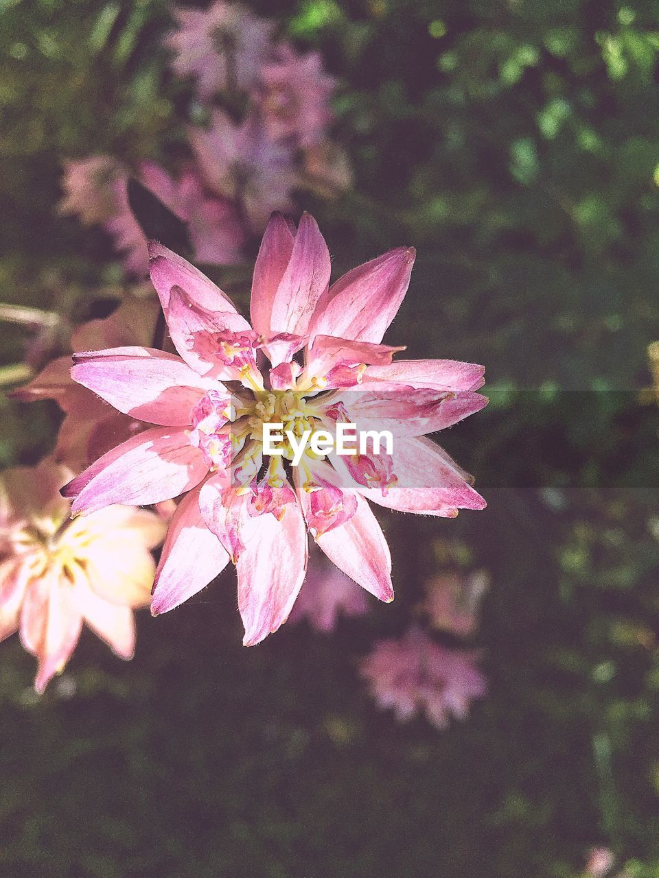 CLOSE-UP OF PINK FLOWERS