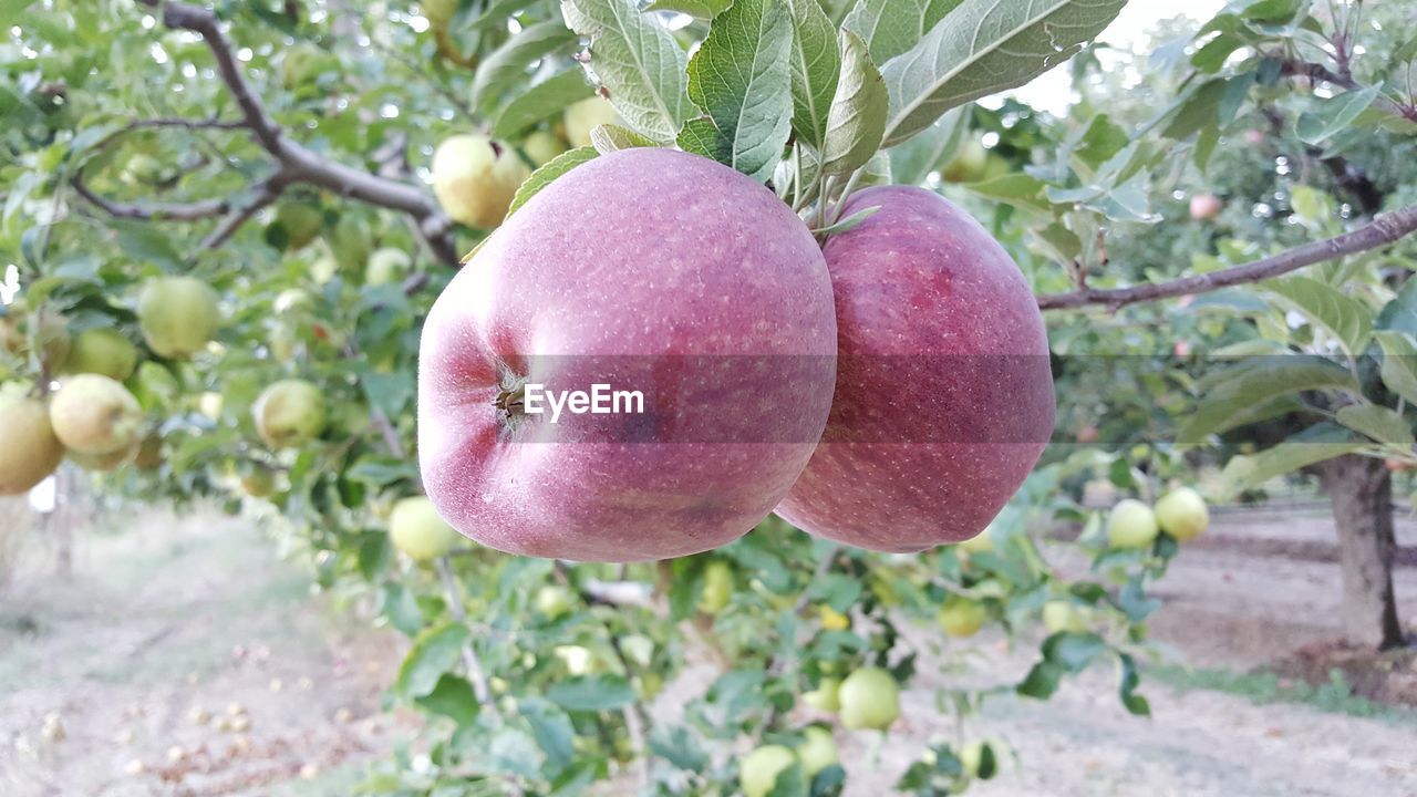 CLOSE-UP OF APPLE ON PLANT