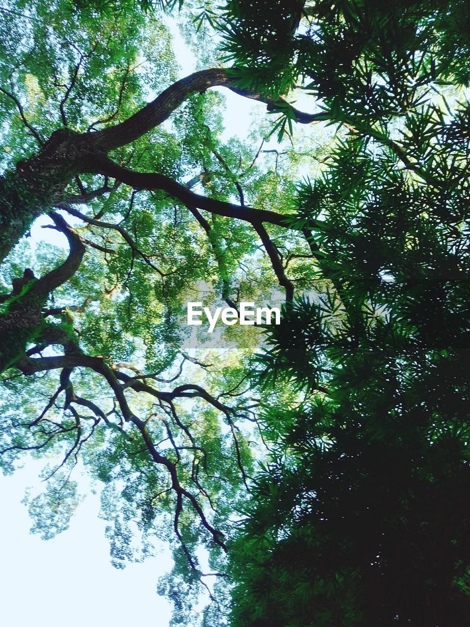 LOW ANGLE VIEW OF TREE AGAINST SKY