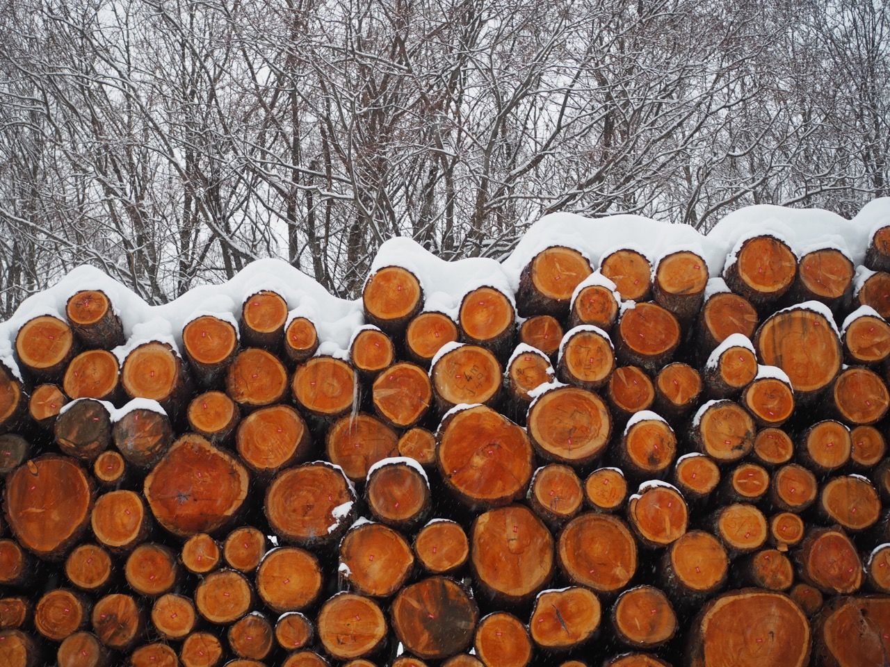 CLOSE-UP OF LOGS