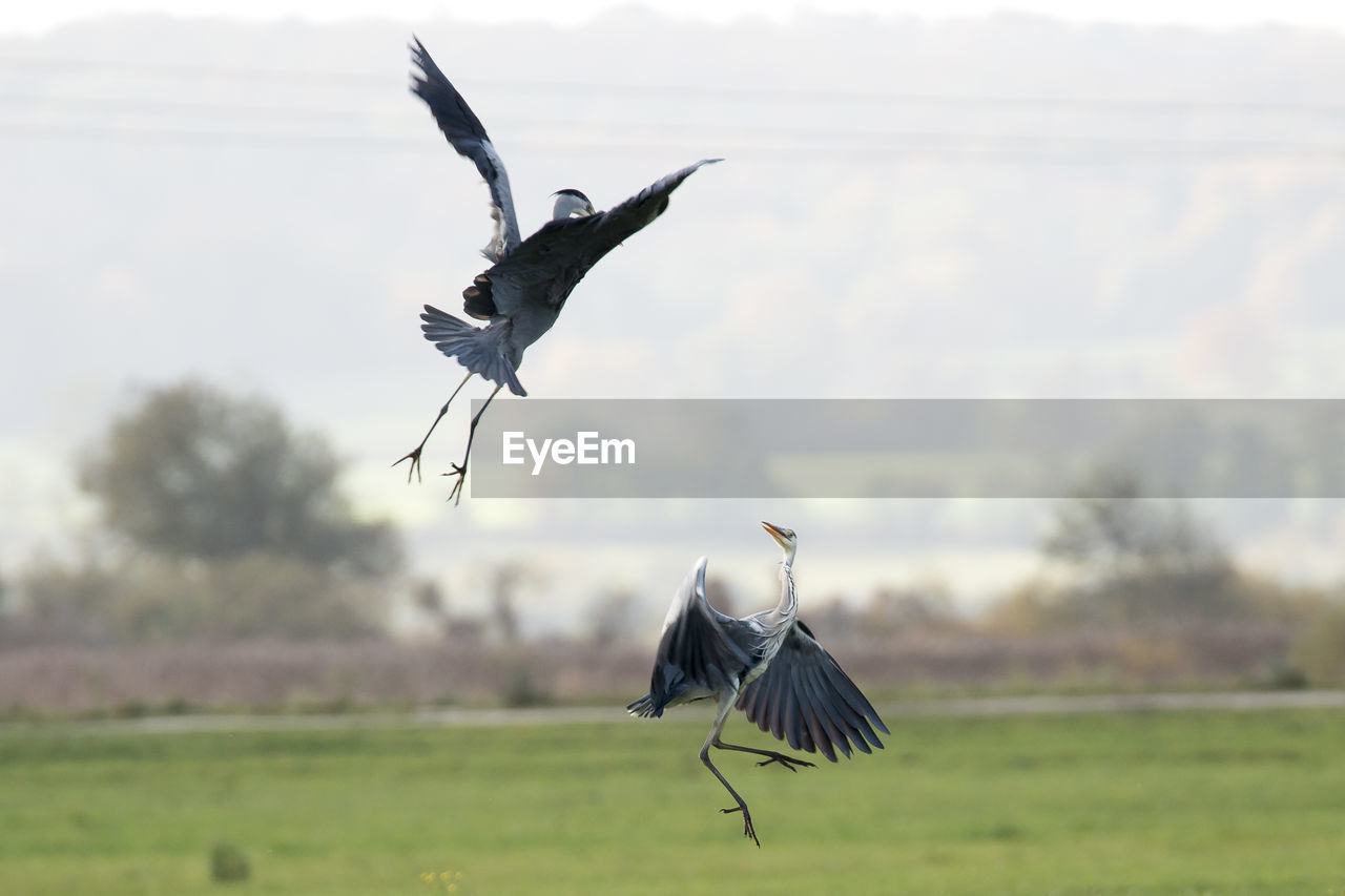 Birds flying against sky