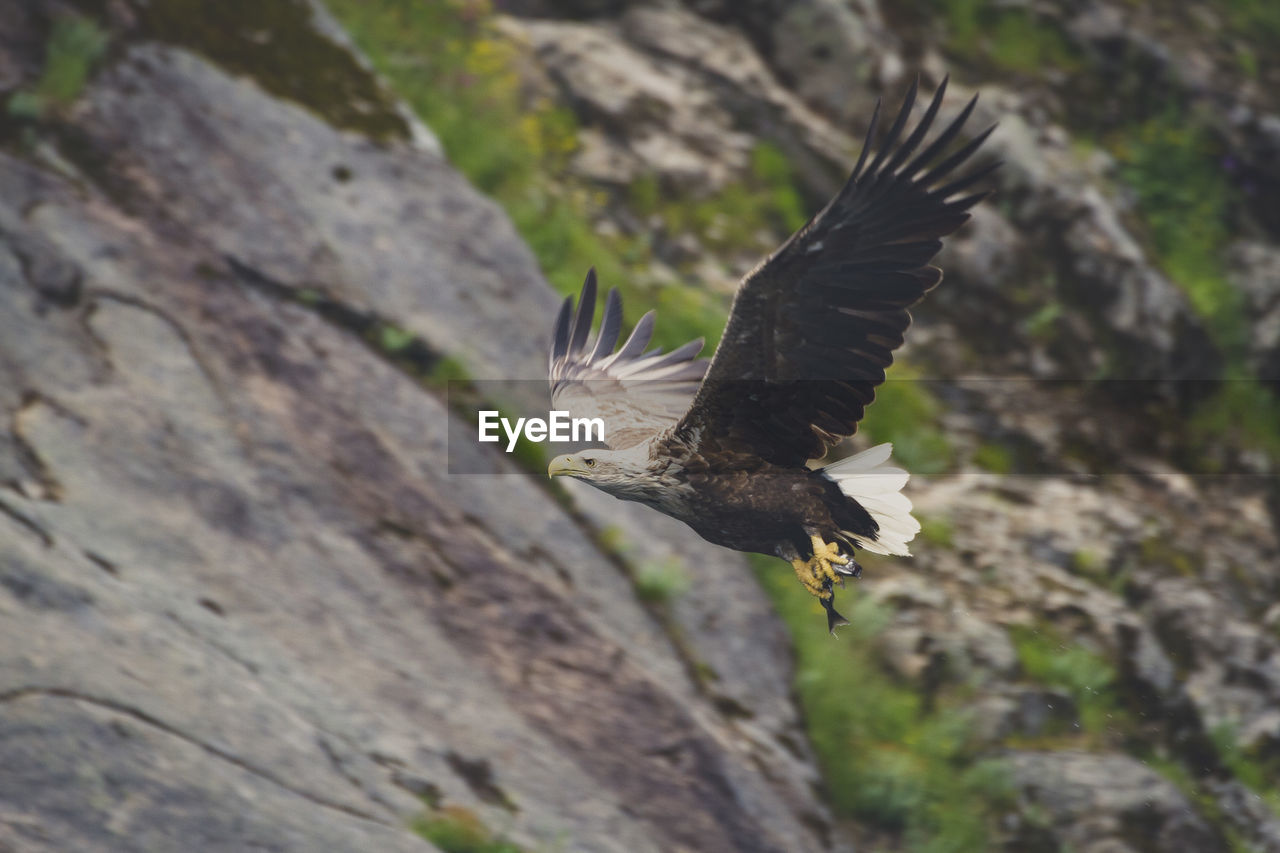 CLOSE-UP OF BIRD FLYING AGAINST TREE