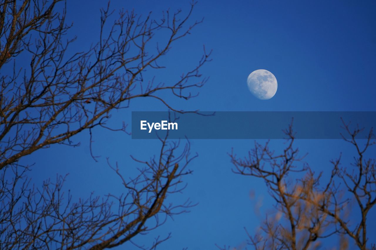 Low angle view of bare tree against blue sky