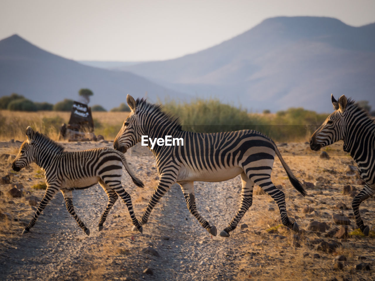 Zebras crossing dirt track in namibia