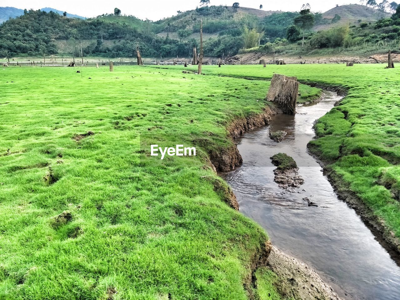 SCENIC VIEW OF LAND AND TREES ON FIELD