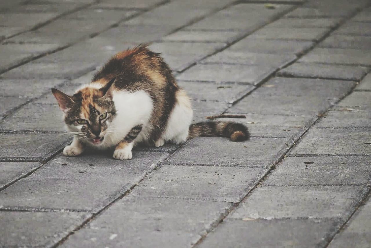 Close-up of angry cat on street