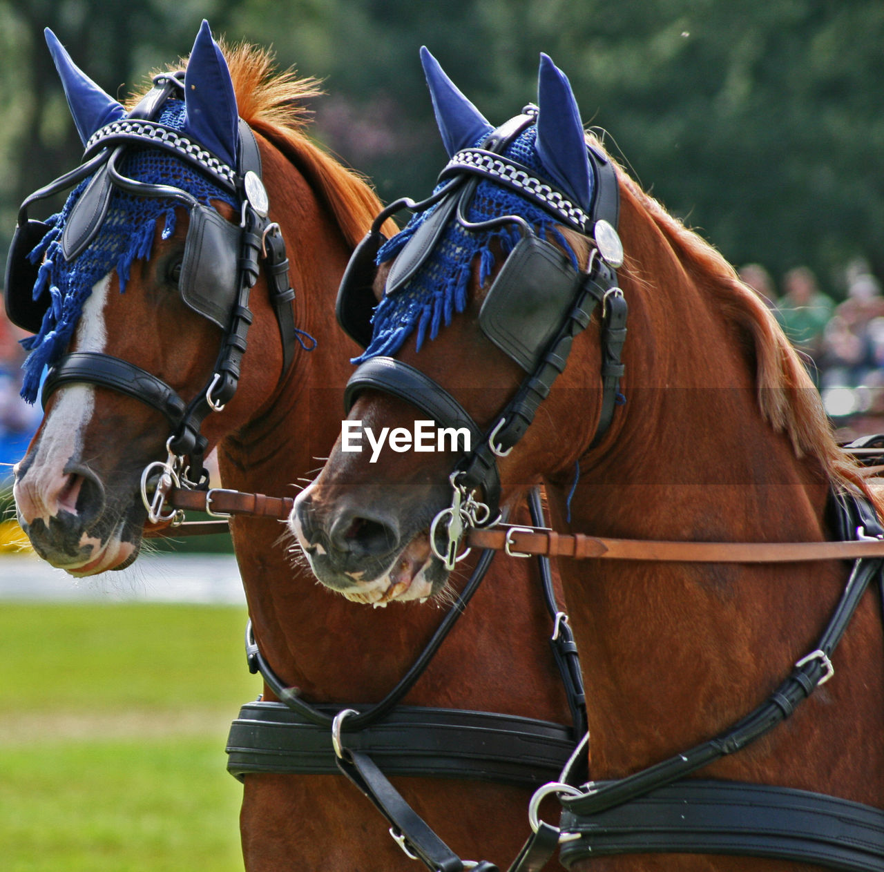 Horses with bridles and blinders standing outdoors