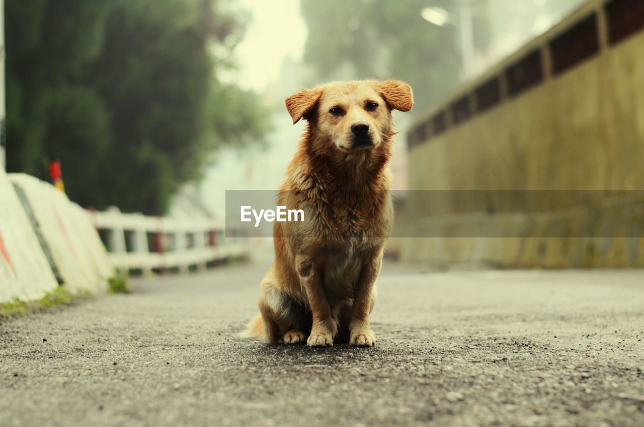 Dog sitting on street