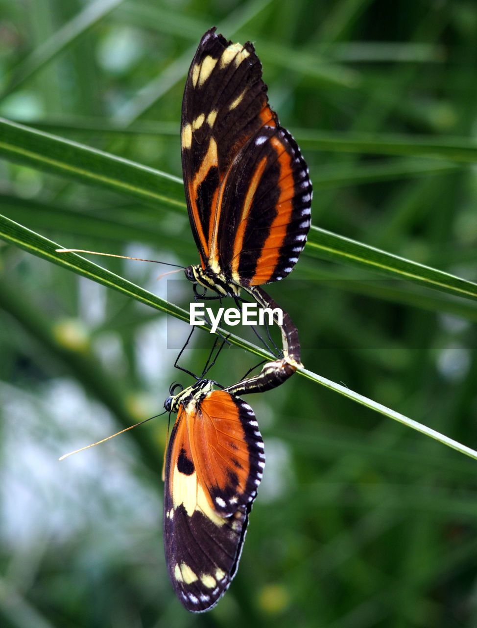 2 butterflies