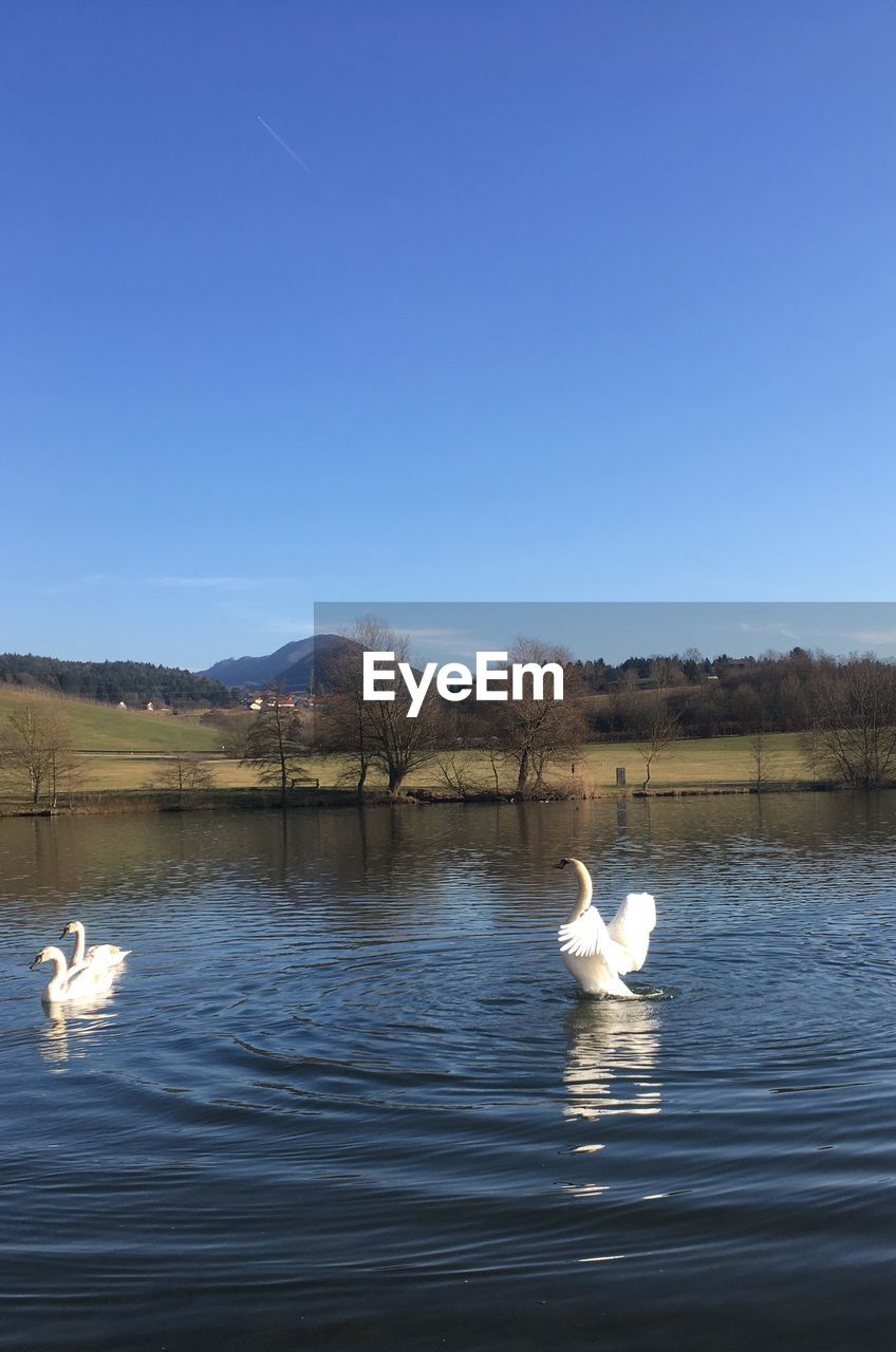 SWAN SWIMMING IN LAKE