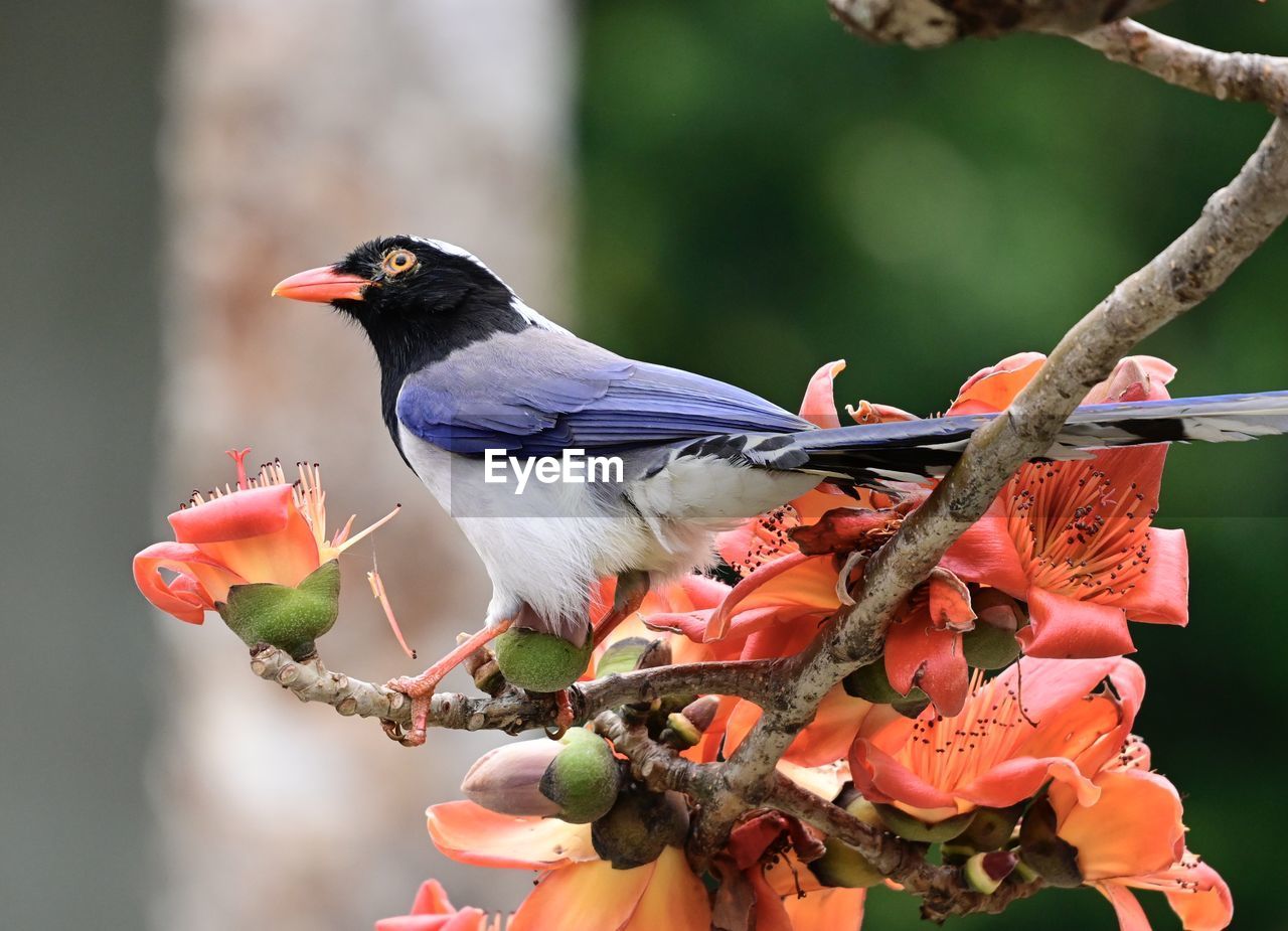 BIRD PERCHING ON BRANCH