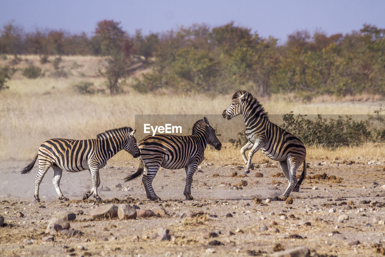 Zebras on land