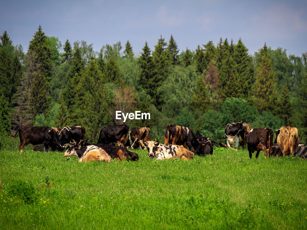 VIEW OF SHEEP IN FIELD