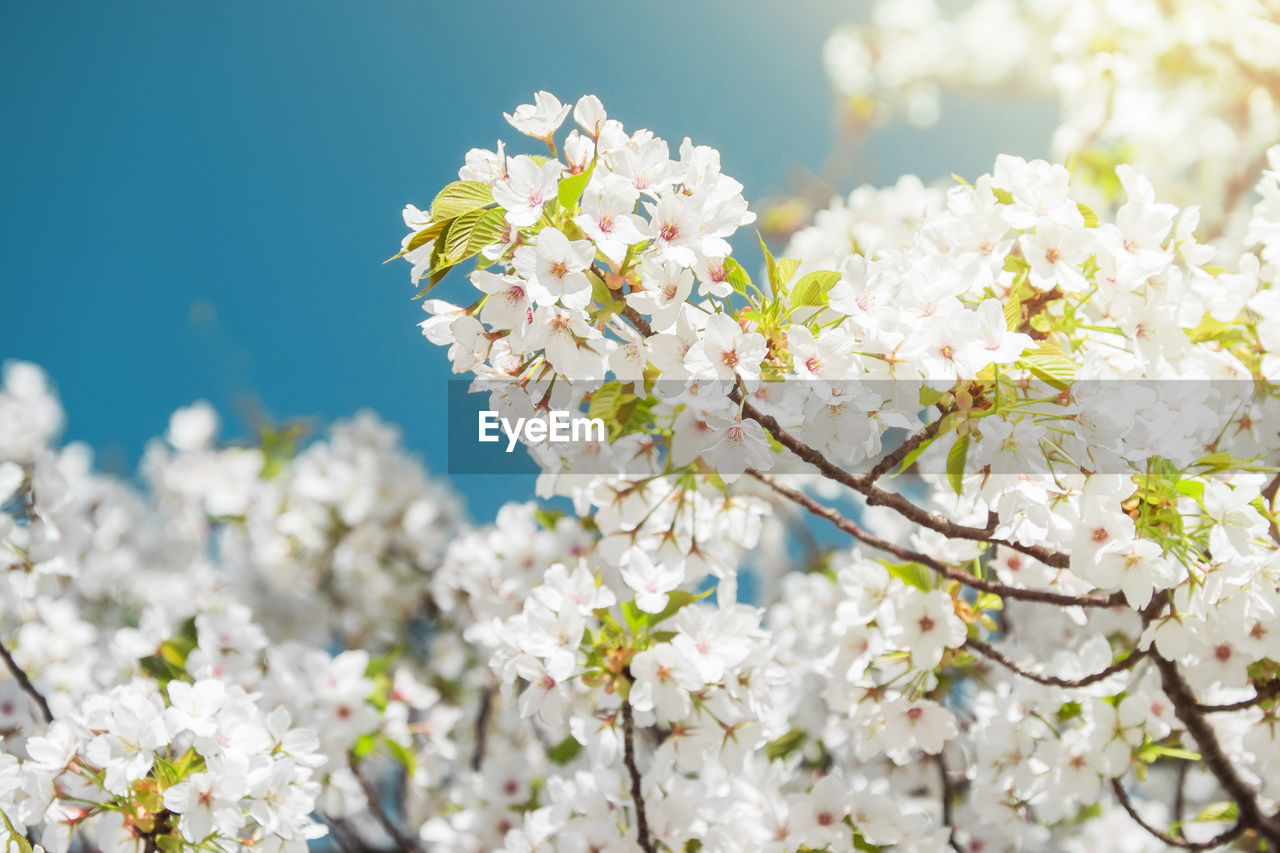 Close-up of white flowers blooming on tree