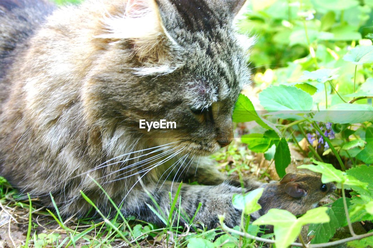 Close-up of cat looking at mouse outdoors
