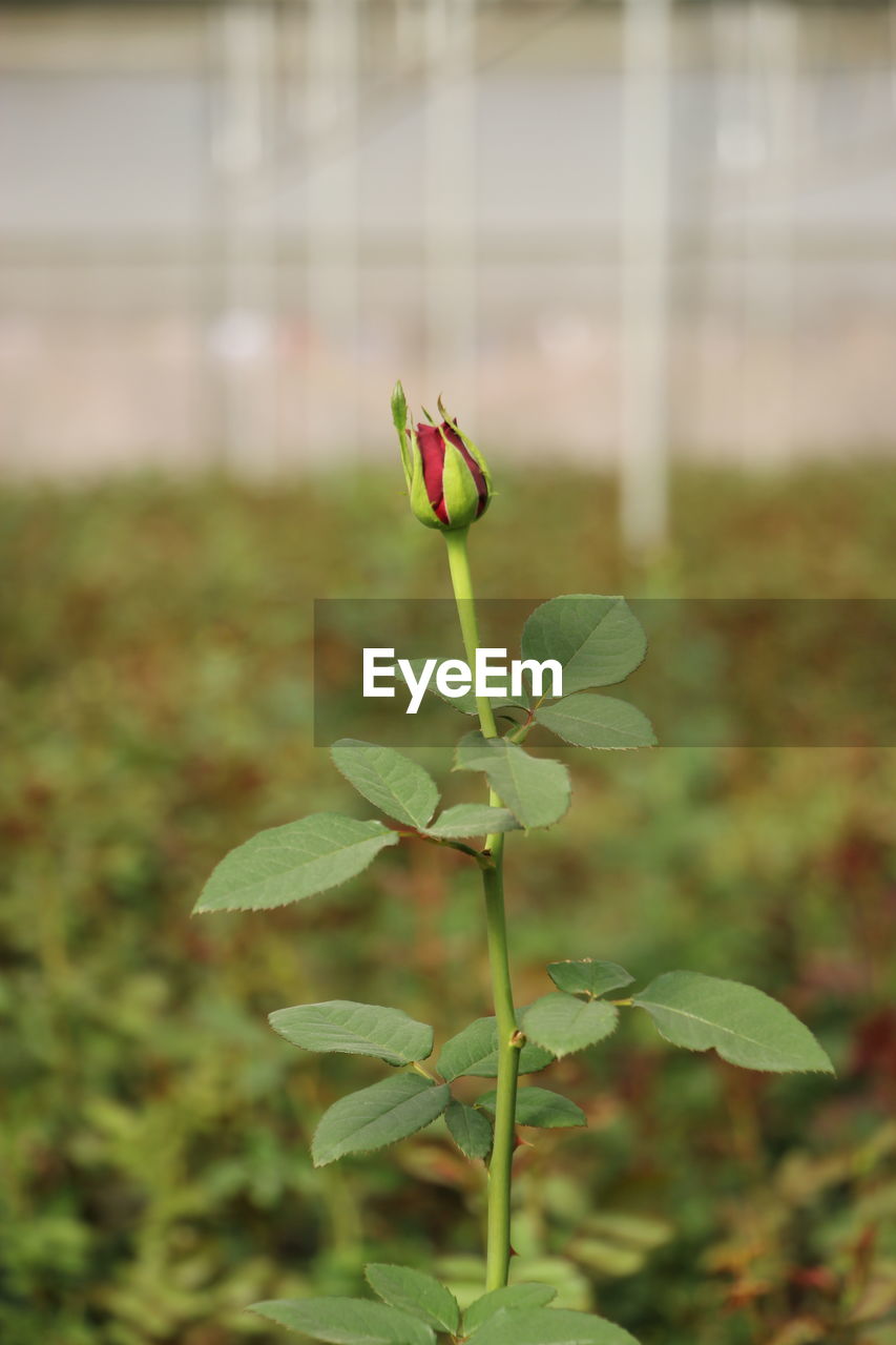 Close-up of red flowering plant