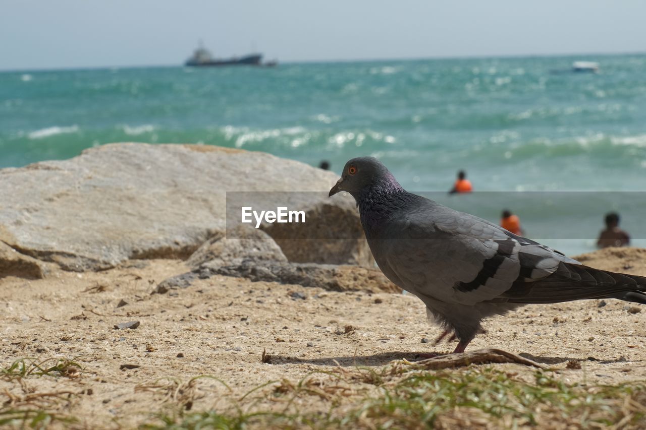 Pigeons on beach