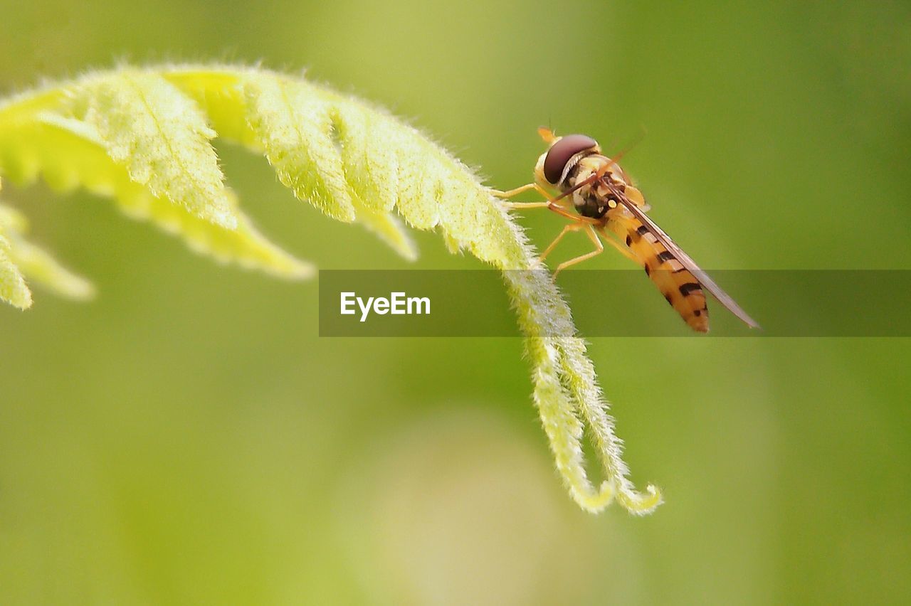 CLOSE-UP OF GRASSHOPPER ON PLANT