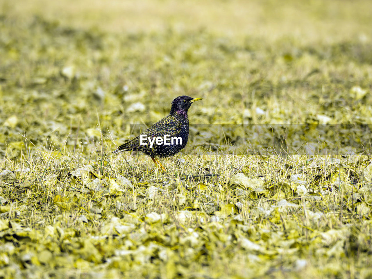 animal themes, animal, animal wildlife, wildlife, one animal, bird, nature, selective focus, grass, plant, green, no people, field, day, flower, prairie, land, outdoors, side view, songbird, beauty in nature, yellow, full length, grassland, perching, sunlight